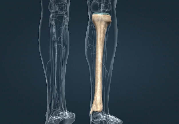 In human anatomy the tibia is the second largest bone after the femur