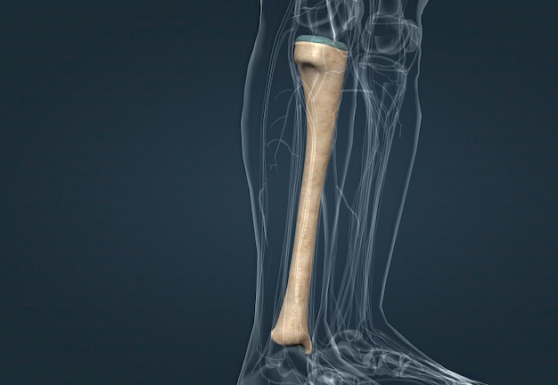 В анатомии человека большеберцовая кость является второй по величине костью после бедренной.