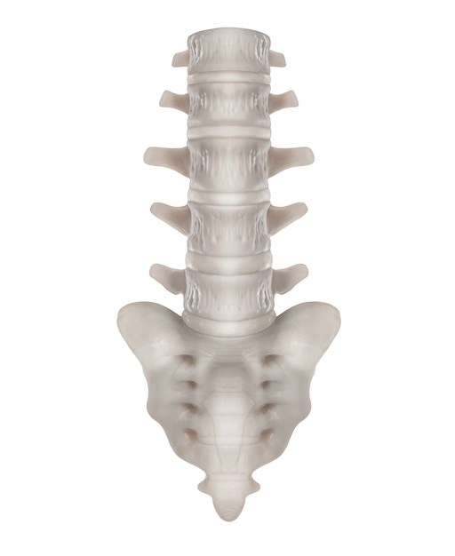 Human Backbone or Lumbar Spine