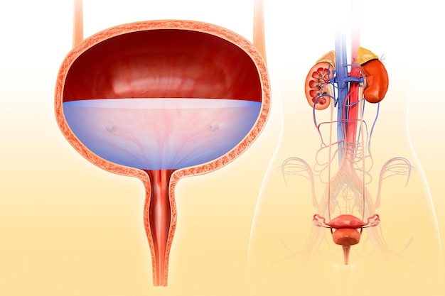 Photo human bladder anatomy illustration