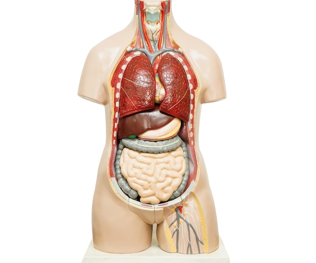 Human body anatomy organ model isolated on white background with clipping path for