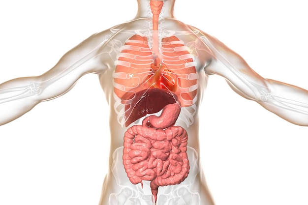 Human body anatomy respiratory and digestive system 3D illustration