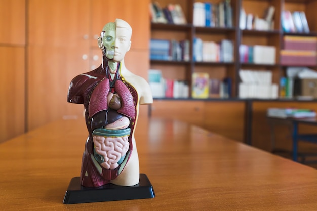 Human body doll in a library Anatomy model