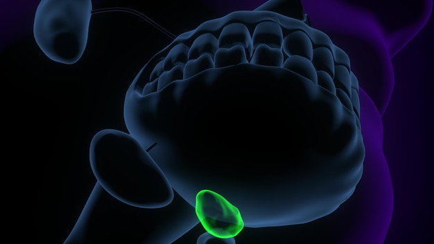 human body glands parathyroid glands anatomy 3d illustration