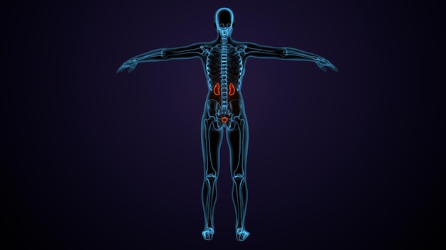 human body kidneys anatomy 3d illustration