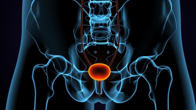 human body kidneys anatomy 3d illustration