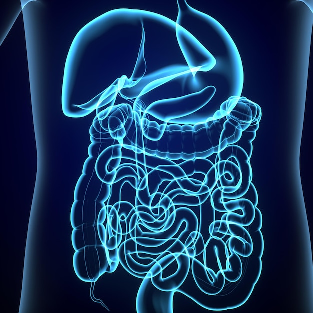 Foto organo del corpo umano sistema digestivo anatomia illustrazione 3d