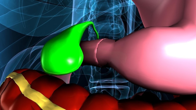 орган человеческого тела анатомия желчного пузыря 3D иллюстрация