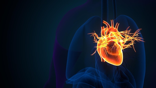 human body organ heart anatomy 3d illustration