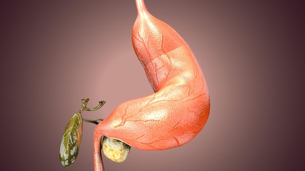 Foto organo del corpo umano anatomia dello stomaco rendering 3d