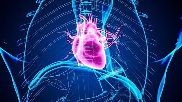 人体の臓器 心臓の解剖学 3Dイラスト