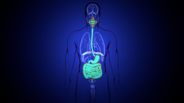 Photo a human body with a blue background that says human anatomy