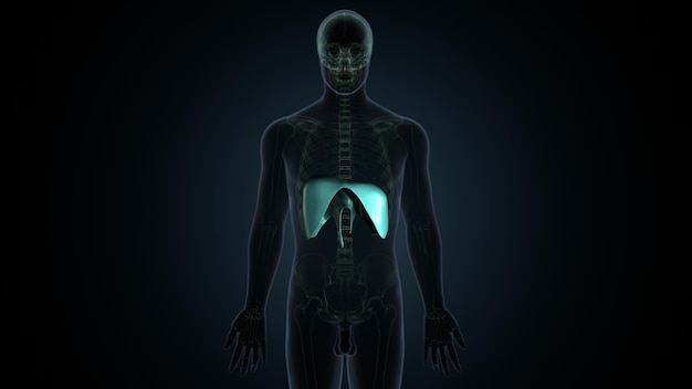 Photo a human body with a blue light on the bottom