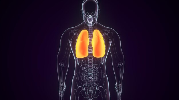 a human body with the organs labeled in yellow