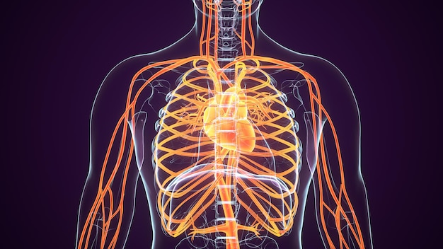 a human body with a red heart shape and the word human in the middle