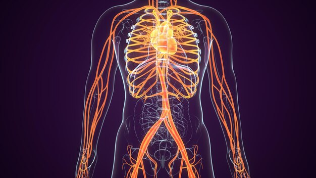 Photo a human body with a red and yellow skeleton