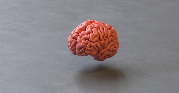 바닥 바닥에 인간의 두뇌 해부학 모델