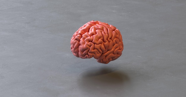 Human brain anatomical model on a floor ground