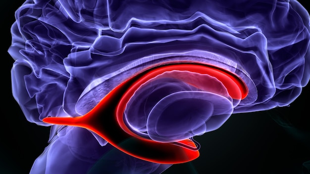 анатомия человеческого мозга 3D иллюстрация
