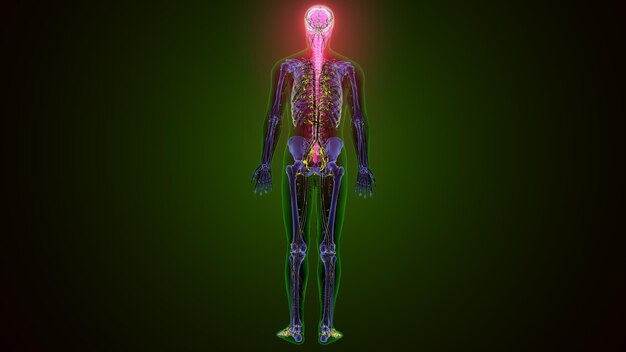 human brain anatomy 3d illustration