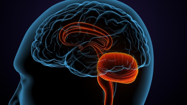 Human brain anatomy 3d illustration