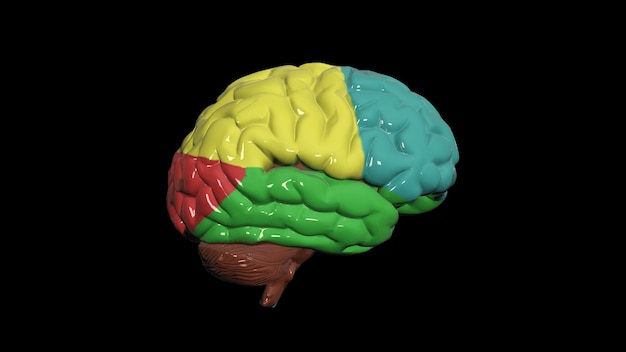Human Brain_Human Internal Organs 3d