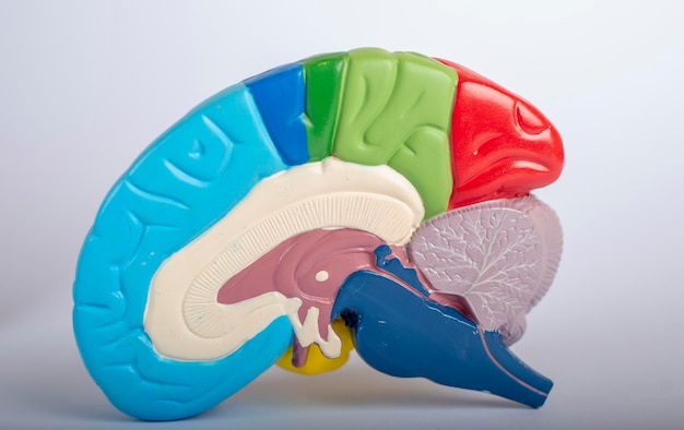 Human brain model