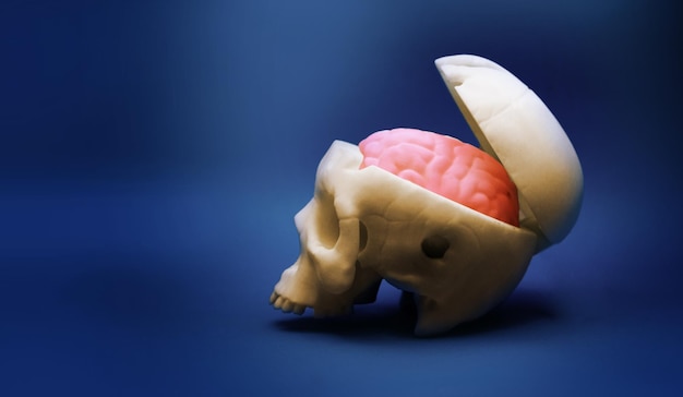 人間の創造性と健康の概念における人間の脳と頭蓋骨のモデル
