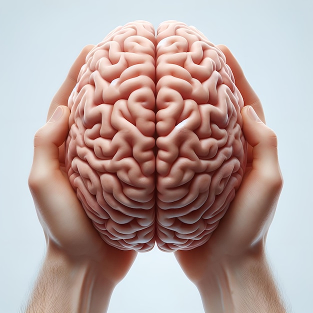 Photo human brain top view in hands medicine