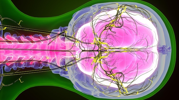 human brain with nerves anatomy 3d illustration