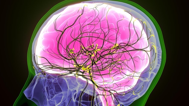 human brain with nerves anatomy 3d illustration