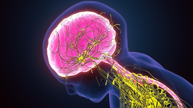 Human Brain with Nerves System 3d illustration