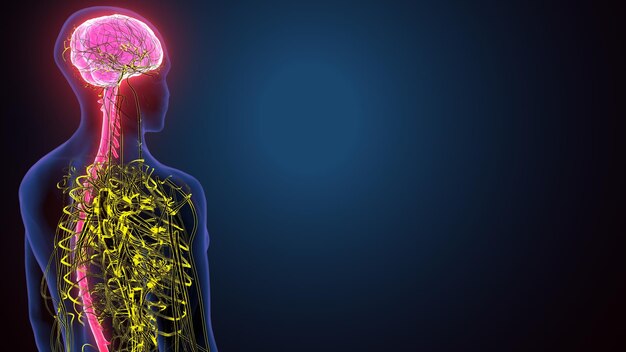 Human Brain with Nerves System 3d illustration