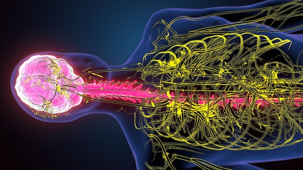 Human Brain with Nerves System 3d illustration