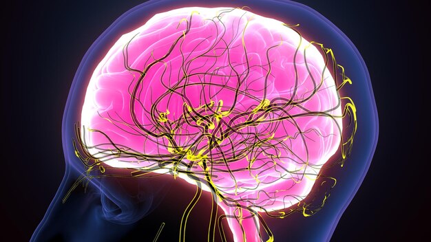 Photo human brain with nerves system 3d illustration