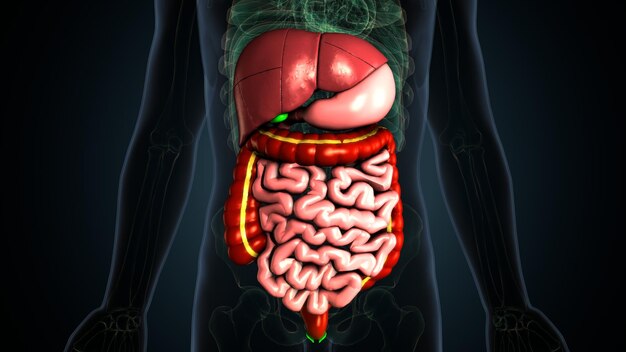 Photo a human brain with a red heart on its stomach