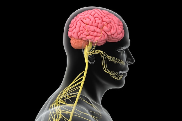 Human brain with visible skull lateral View over black background 3D illustration