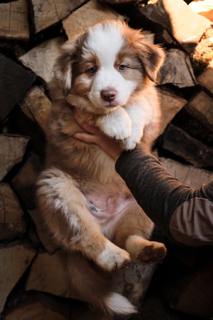 Human breeder of pedigreed dogs holds puppy of Australian shepherd of red Merle color in arms