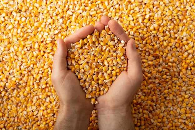 Photo human caucasian hands with maize corns over corn background