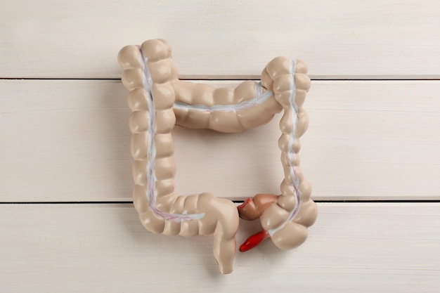 Human colon model on white wooden table top view