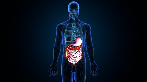 Foto illustrazione 3d dell'anatomia del sistema digestivo umano