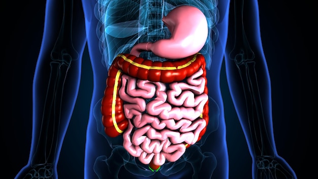 3D-иллюстрация анатомии пищеварительной системы человека