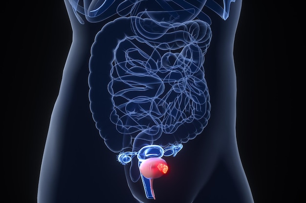 Human digestive system anatomy 3d illustration