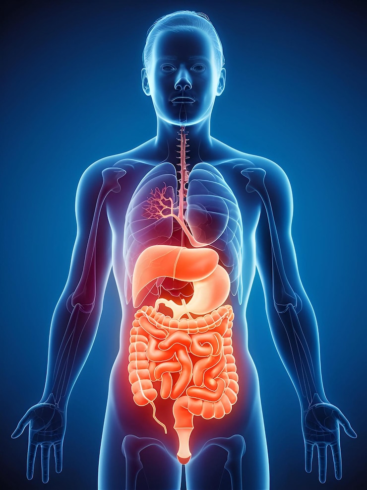 Photo human digestive system anatomy explained visual insights on a blue background