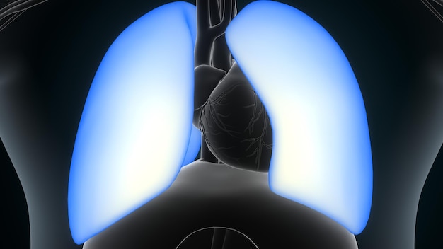 Photo human digestive system anatomy for medical concept 3d illustration