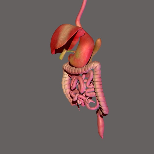 Human digestive system anatomy for medical concept 3D illustration