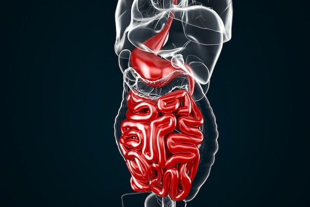 Human Digestive System Anatomy Stomach with Small Intestine 3D illustration