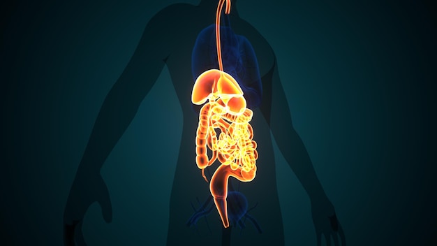 Фото Анатомия пищеварительной системы человека3d иллюстрация