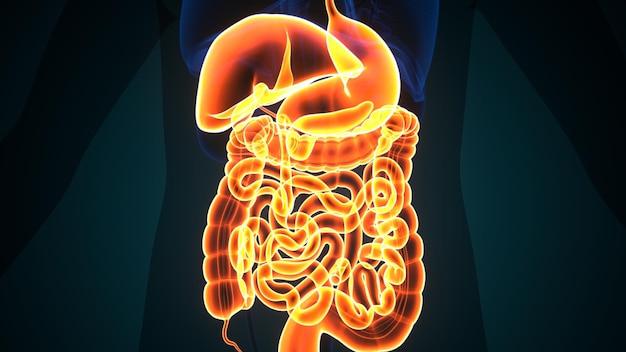 Human digestive system anatomy3D illustration