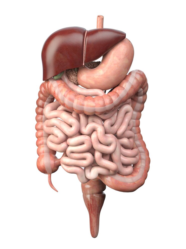 Human digestive system isolated on white background Anatomy internal organs